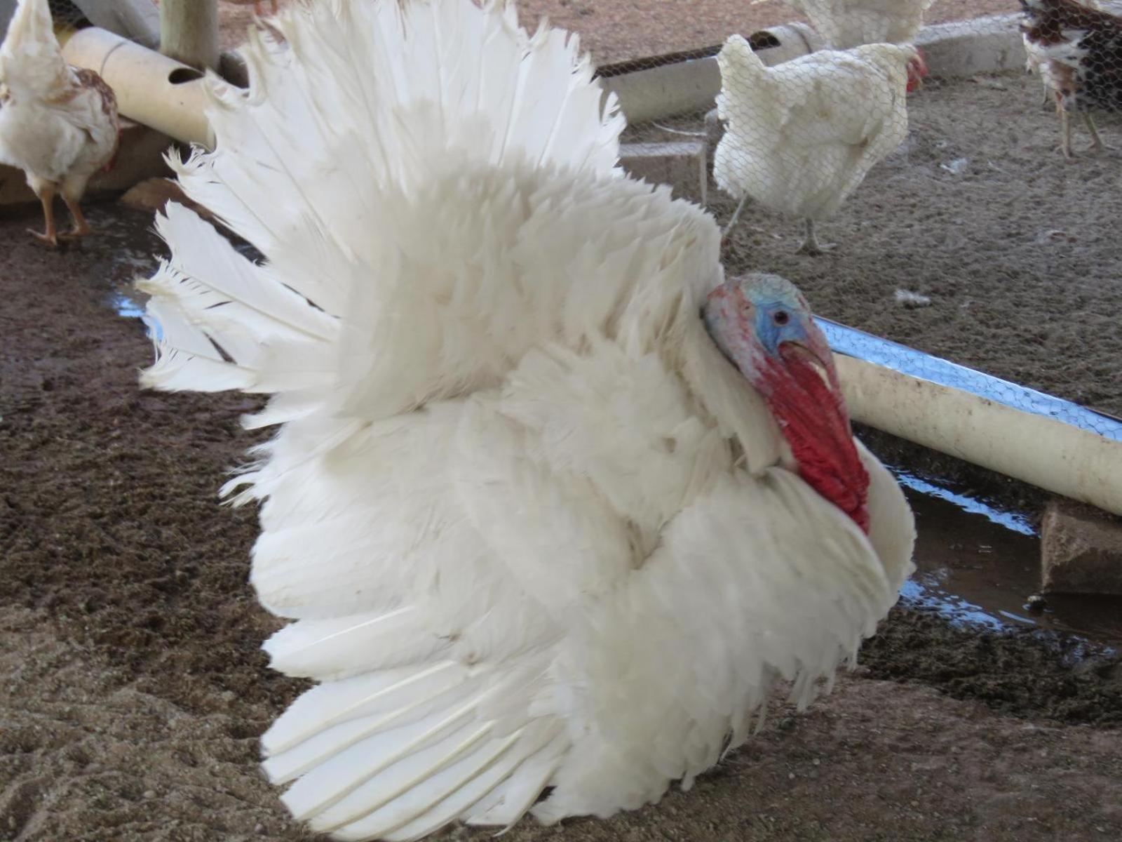 Tropic Of Capricorn Guest Farm Ξενοδοχείο Rehoboth Εξωτερικό φωτογραφία